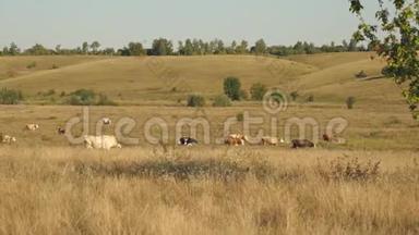 奶牛在牧场上放牧. 奶业的概念。 草地上的牛。 生态养牛的概念